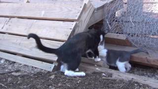 Brutal Cat Fight