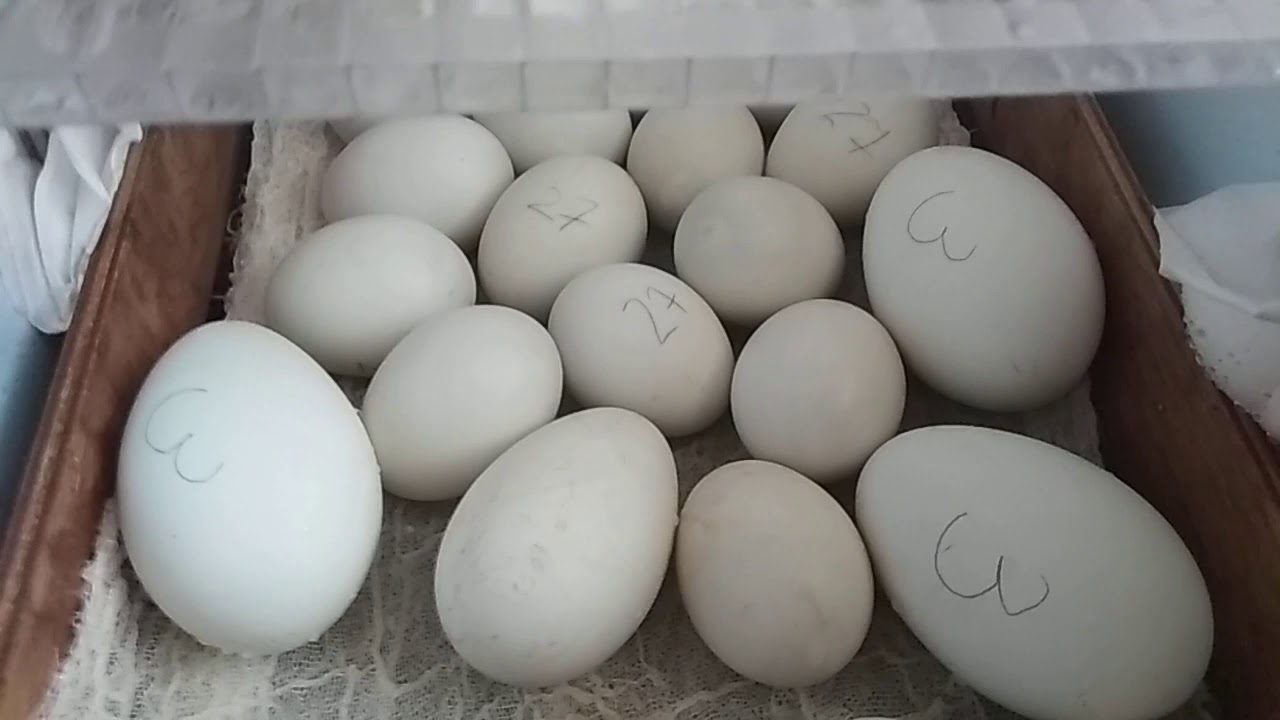 Гусиные яйца для инкубации купить. Гусиные яйца. Инкубация гусиных яиц. Гусиный дворик инкубация гусиных яиц. Совместная закладка гусиных и утиных яиц в инкубатор.