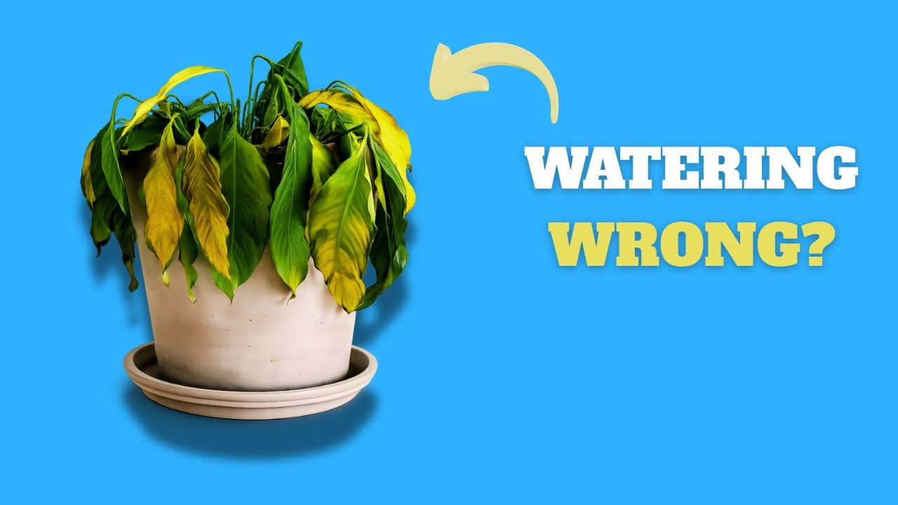 Overwatering vs Underwatering — How to Tell What’s Killing Your Plant