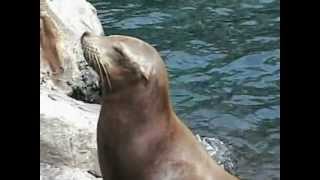 Pacific Point Preserve (sea lions - leoni marini) - SeaWorld Orlando - Florida