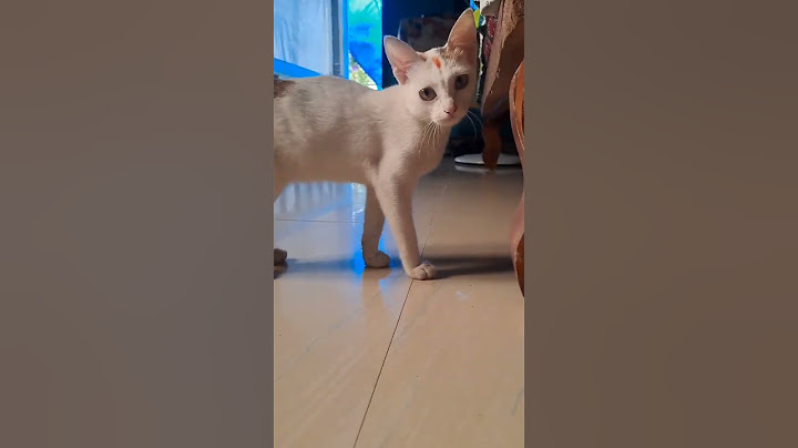 നീ എന്താ ഉദ്ദേശിച്ചത്🤔🤔🤣#funny #cat #pets #comedy #troll #shortvideo #shortsfeed #youtubeshorts