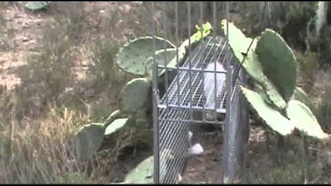 bobcat trapping with cage trap box trap, tip
