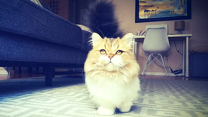 Video 11903961: munchkin cat walking, cute munchkin cat