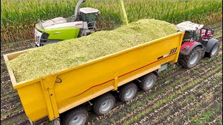 Maize Silage on Largest Dairy Farm in Holland | HUGE 75m3 4axle Pushoff Trailers | Van Bakel
