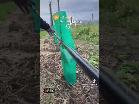 Jiffy Clips Irrigation