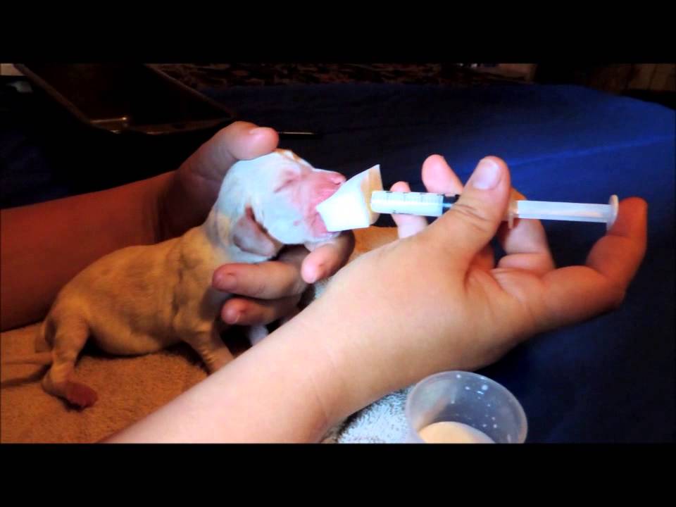 Tube Feeding Puppies Chart