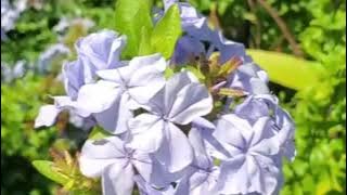 Christine Panjaitan - Getaran Kasih