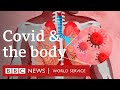 What does Covid-19 do to the body? - BBC World Service