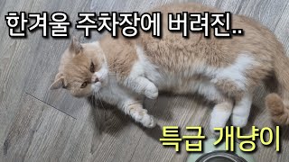 왜 버려진건지 알 수 없는 고양이..입양 브이로그