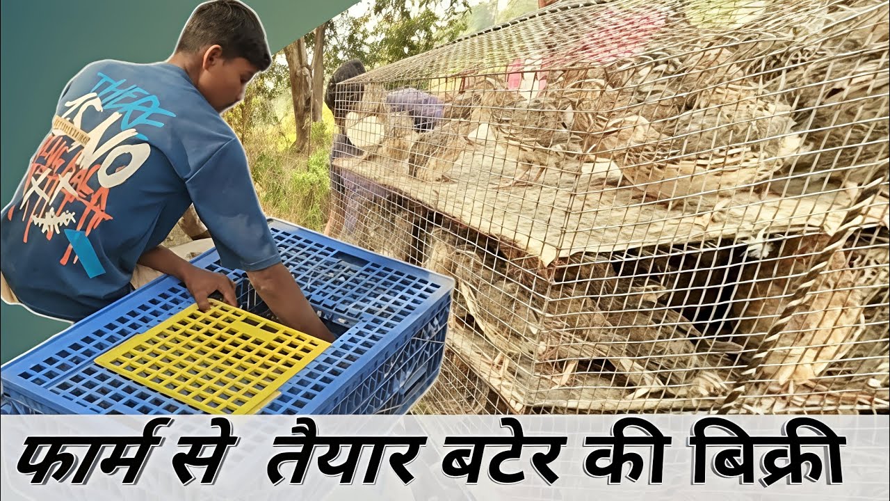 Direct Selling From Farm, Ready Quail Market 