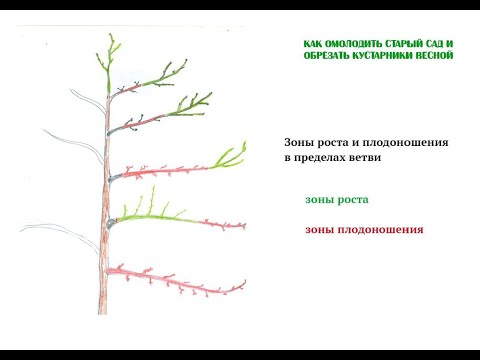 Вопрос: Как узнать возраст дерева, просто посмотрев на него?