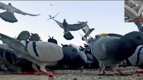 تلاوة خاشعة وآيات مباركة من سورة النمل📚|القارئ عبد الله الموسى|حالات واتس اب إسلامية💞