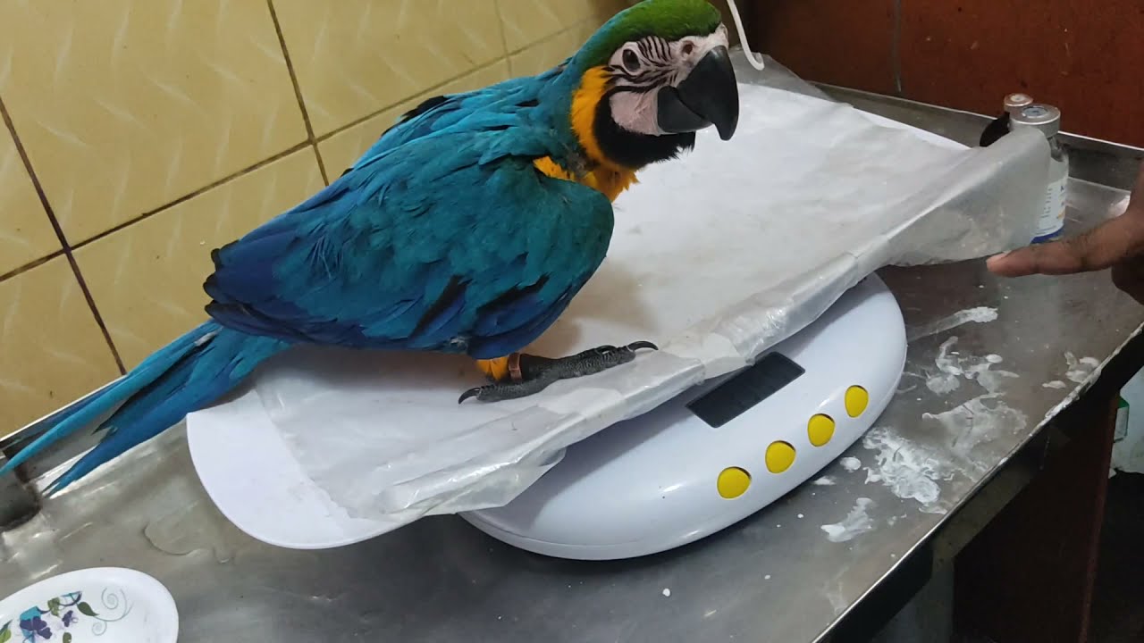 A day in the life of an exotic bird veterinarianDr. Sagir's Pet Clinic