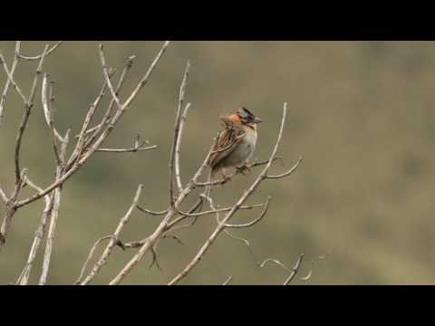 Rufous collared sparrow