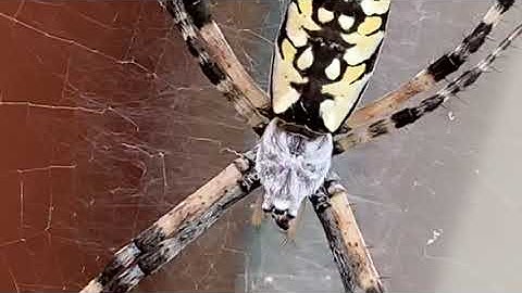 Intro to Nature Journaling Part 1