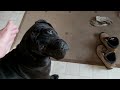 Klein A Cane Corso On Adoption Trial