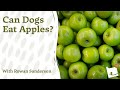 Can Dogs Eat Apples? The Benefits &amp; How to Feed - Bella &amp; Duke