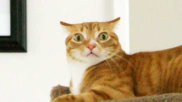 Understanding Your Cat