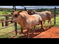 Manejo dos touros de rodeio nas fazendas  parte 02