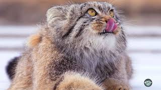 A cat that can't meow The wildest fluffy handsome loner cat manul (pallas cat)