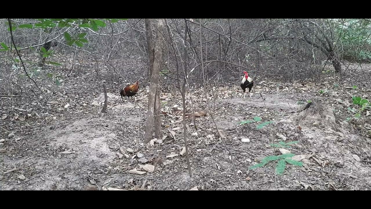 เจ้าสานรกแตก