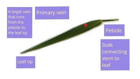 Parallel vs Reticulate Venation