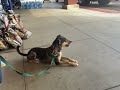 Fear Aggressive Catahoula Dog Confidence Building
