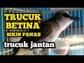 trucuk betina memanggil jantan ampuh jadikan trucuk macet nyaut dan gacor