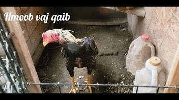 update kuv cov qaib ej rau peb cov phooj ywg tau saib saug sij hawm