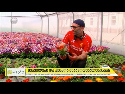 ყვავილები და კენკრა მსჯავრდებულებისაგან