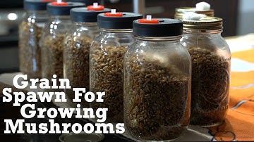 How to Make Grain Spawn For Growing Mushrooms