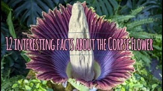12 interesting facts about the Corpse Flower by smartonlineplayer 469 views 5 years ago 3 minutes, 56 seconds