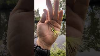 Catching A Bluegill With A 116 Oz. Rooster Tail Spinner Fishing Lure