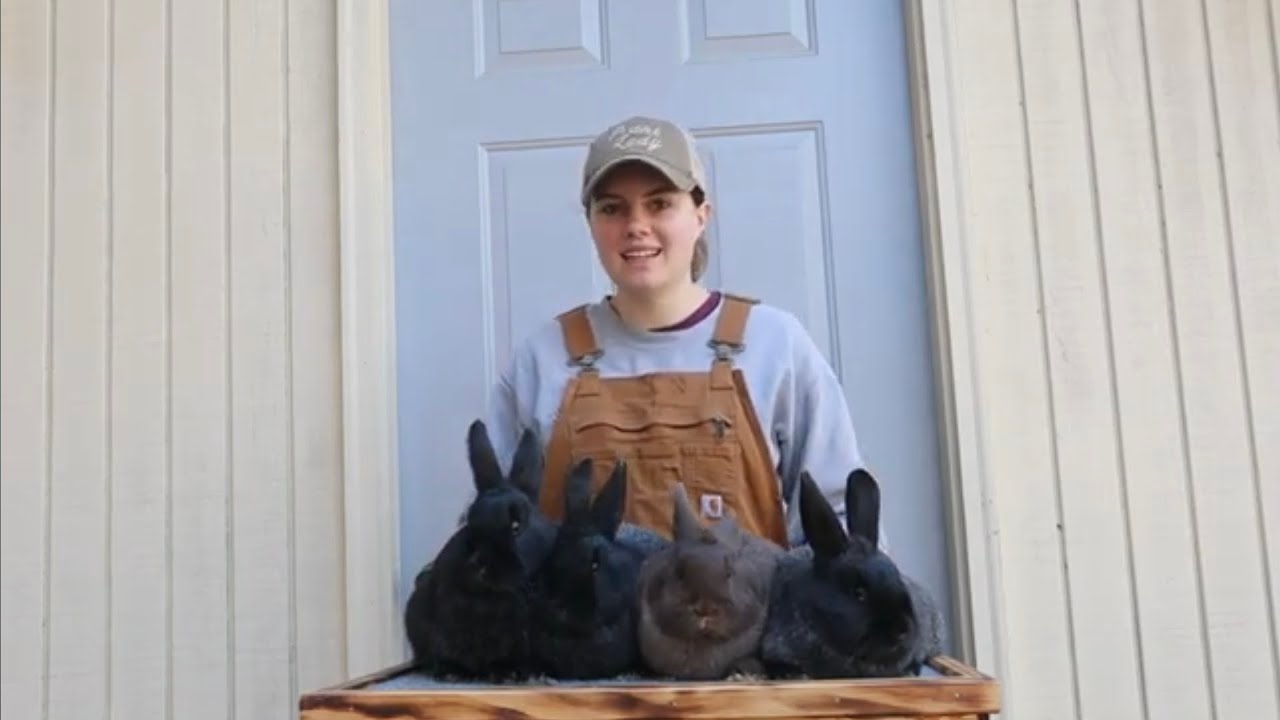 SILVER FOX litter evaluation ~ 14 weeks old - YouTube