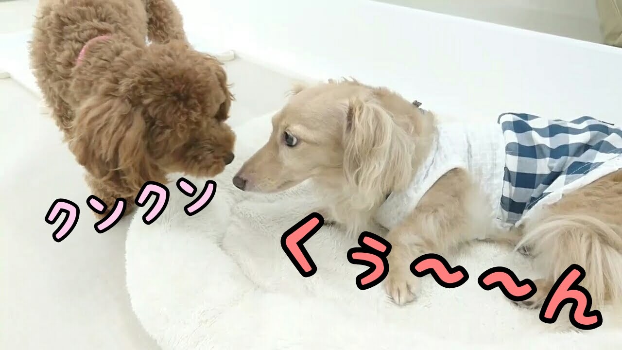 くぅ ん おはよう 24時間対応 犬のペットホテル 9月4日 Youtube