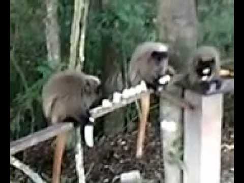 macacos sauá... lindos solto na natureza,,,, jundiai-sp