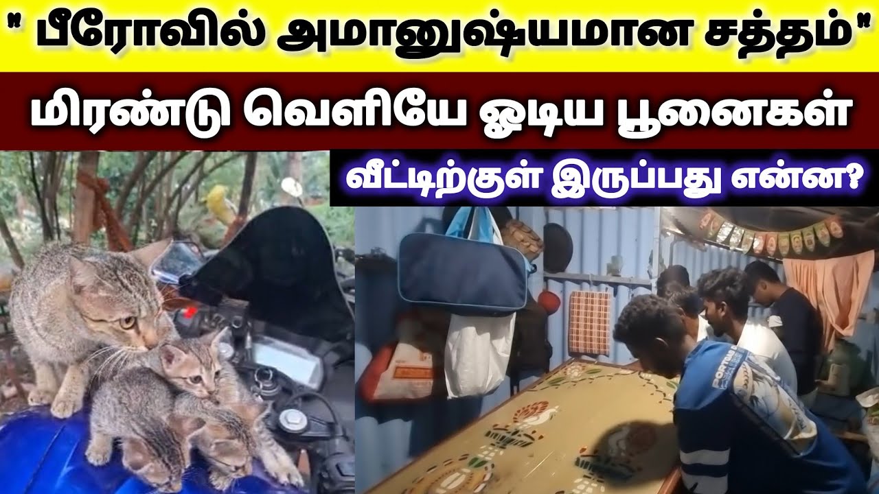 வீட்டிற்குள் பீரோவுக்கு அடியில் அமானுஷ்யமான சத்தத்தை கேட்டு தன் குட்டிகளை வெளியே தூக்கிச் சென்ற பூனை