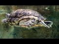 Москвариум. СМЕШНАЯ ЧЕРЕПАХА, sea turtle (забавные животные)