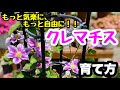 ◆もう迷わない!【クレマチス】の育て方☘️もっと気楽に育ててみよう🌸