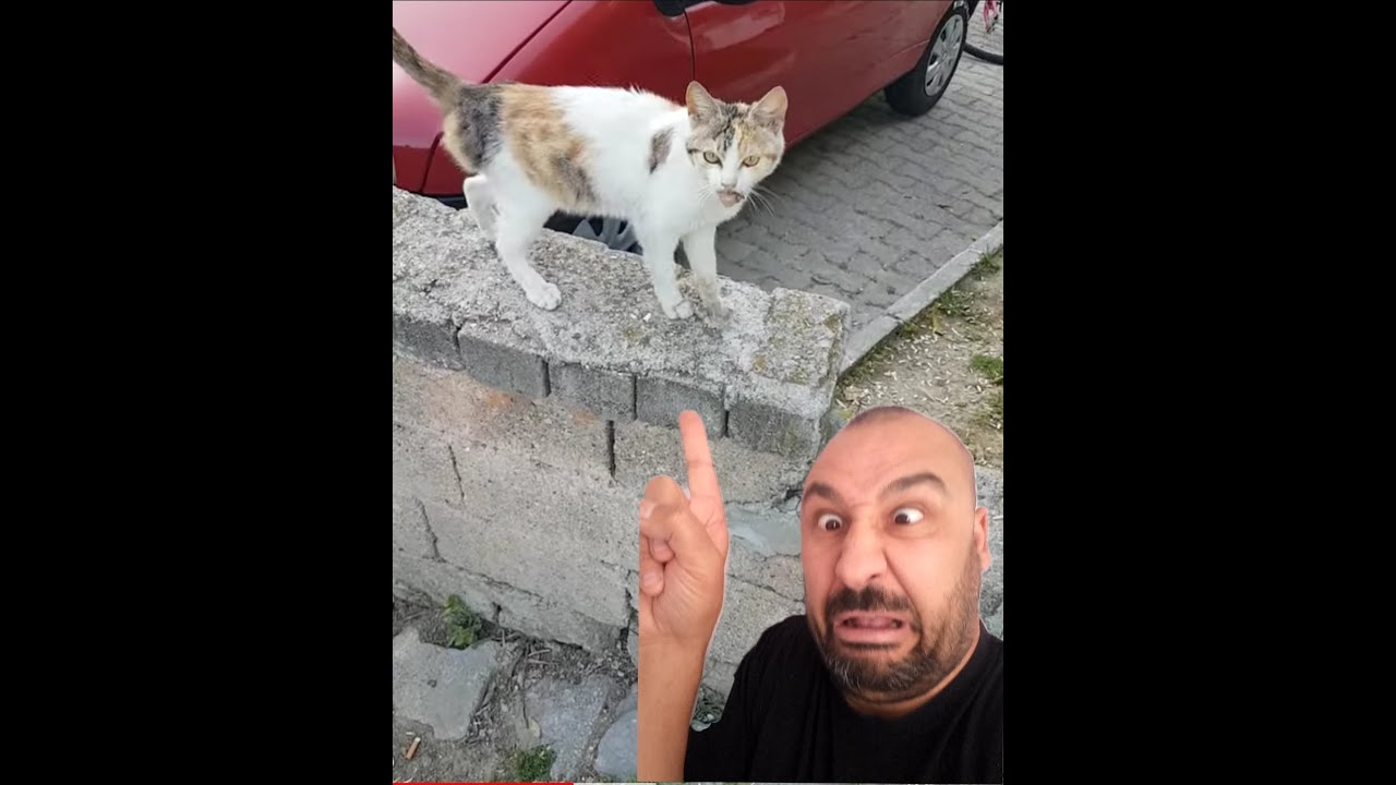 Bu Kedi Kuduz Mu Umit Volkan Durmaz Youtube