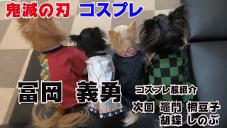 【鬼滅の刃 コスプレ】冨岡義勇 編 3サイズの 小型犬(チワワ)に着せてみた