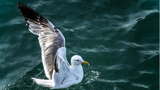 Very Beautiful Atmospheric Music For Relaxation! Just listen for 5 minutes. screenshot 4