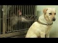 Bullied monkey becomes friends with a dog  kritter klub