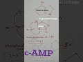 c AMP (cyclic adenosine mono phosphate) #educationalshorts