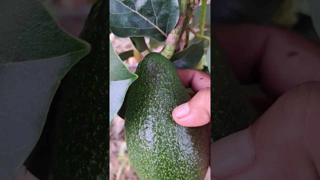 #เปลือกกำลังเปลี่ยนสีแล้ว#ชม สวนอโวคาโดระยองฮิ#เกษตรบ้านสวน #ผลไม้เพื่อสุขภาพ #เจ้ชงชอบเล่า26มิย68