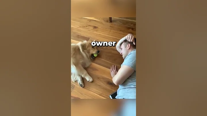 Owner And Dog Found A Clever Way To Play Fetch 💖