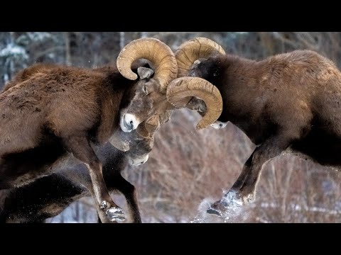 Bighorn Bash - The Best of Headbutts During the Rut