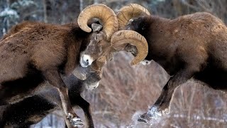 Bighorn Bash  The Best of Headbutts During the Rut