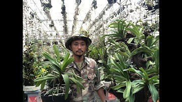 Cách trồng lan đại châu(ngọc điểm, nghinh xuân) đơn giản.