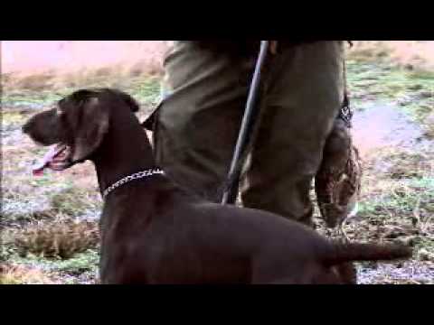 Video: Vinter træning: Frost-Savvy Snowshoe Dog